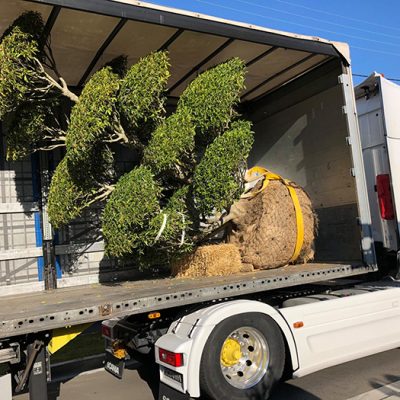 81484875_2664997476869127_6241793357580861440_n